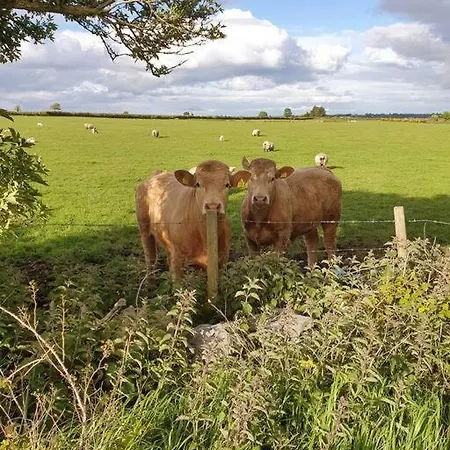 Peaceful Farm In Menlough Near Mountbellew, Ballinasloe, Athlone & Galway