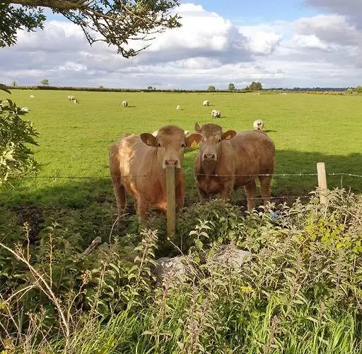 Peaceful Farm In Menlough Near Mountbellew, Ballinasloe, Athlone & Galway