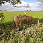 Peaceful Farm In Menlough Near Mountbellew, Ballinasloe, Athlone & Galway